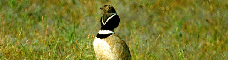 Gallina prataiola
