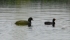 Avifauna migratoria