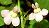 Cymbalaria aequitriloba