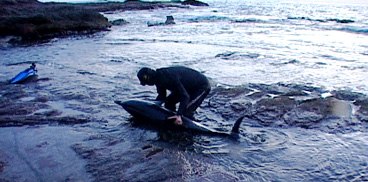 Salvataggio delfino
