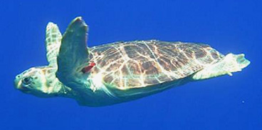 Tartaruga marina