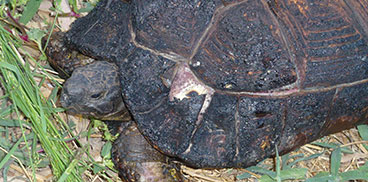 tartaruga ferita durante un incendio