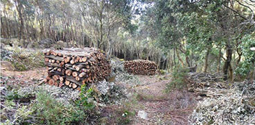 taglio di legna su particella boschiva
