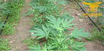piantagione cannabis