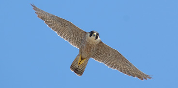 Falco pellegrino in volo
