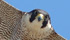 Falco pellegrino in volo