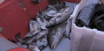 sequestro penale del pescato