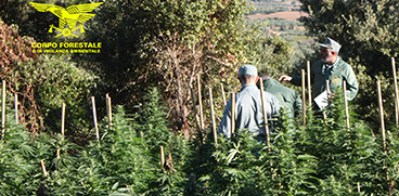 piantagione di cannabis 