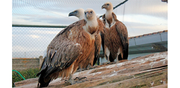LIFE Safe for Vultures