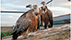 LIFE Safe for Vultures