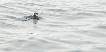 Avvistamento di un Pulcinella di mare sul Litorale Ogliastrino