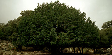Urzulei, taxxus baccata