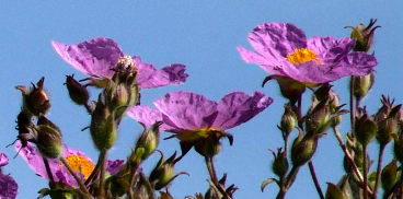 fiori di cisto