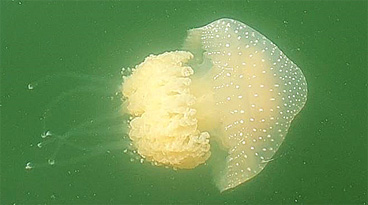 esemplare della medusa avvistata (Phyllorhiza punctata)