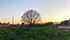 albero sull'orizzonte