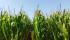 Campo