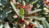 Pistacia lentiscus (Lentisco)