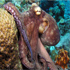 Octopus vulgaris - Com.Bio.Ma.