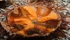 Paracentrotus lividus - Com.Bio.Ma.