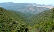 Filigosu
