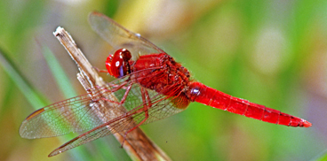 libellula foto Brotzu