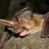 pipistrello