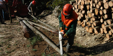 lavori forestali: motoseghisti dell'Ente Foreste in azione - foto di M.Airi