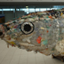 L'enorme pesce realizzato con la plastica inquinante recuperata in mare, esposto al coastDay 2009