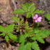 Gutturu Mannu, Erba roberta (Geranium robertianum) 