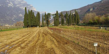 Il vivaio presso il centro di Peri