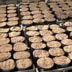 fitocelle pronte per la semina