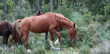 Cavallo del Sarcidano, Laconi Funtanamela - foto A. Saba