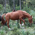 Cavallo del Sarcidano, Laconi Funtanamela - foto redazione Web SardegnaForeste