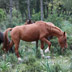 Cavallo del Sarcidano, Laconi Funtanamela - foto A. Saba