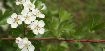Marganai, fiori di Biancospino al giardino Linasia - foto Redazione Web SardegnaForeste 