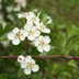 Marganai, fiori di Biancospino al giardino Linasia - foto Redazione Web SardegnaForeste 