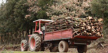 trasporto del legname raccolto in foresta 