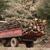 trasporto del legname raccolto in foresta 