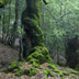 Orgosolo, bosco di Sas Baddes - foto R. Brotzu
