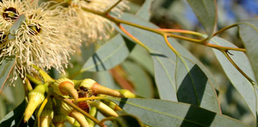 fioritura di eucaliptus