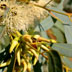 fioritura di eucaliptus