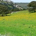 pascolo collinare, foto in Digital Library