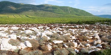 Vegetazione tipica alle spalle del Monte Timidone