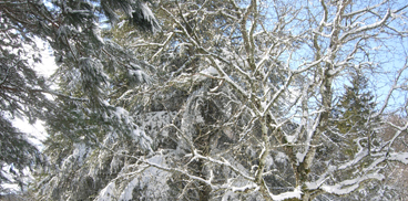 neve su un castagno, gennaio 2011