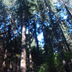 parcella di douglasia