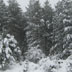 neve a S.Lussurgiu, bosco conifere, servizio territoriale OR