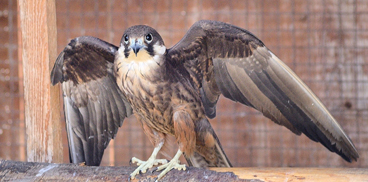 Falco della Regina, immagine prodotta dal Servizio Territoriale di Cagliari