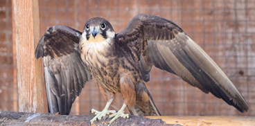 Falco della Regina, immagine prodotta dal Servizio Territoriale di Cagliari