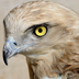 primo piano del profilo del Biancone, in evidenza gli occhi gialli - immagine dal Centro Fauna di Monastir