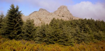 Punta Giogantinu, vista dal versante ovest del Limbara, rimboschimento ad Abeti e Pinus nigra, Foto G. Brunzu